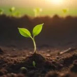 Organic Gardening 101: Sustainable Gardening for Healthy Soil & Plants