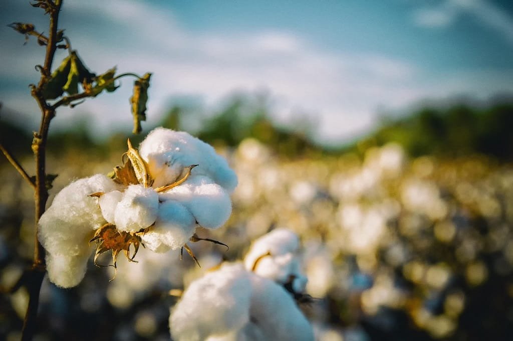 You are currently viewing Sustainable Fabrics 101: What Makes Clothing Truly Eco-Friendly?